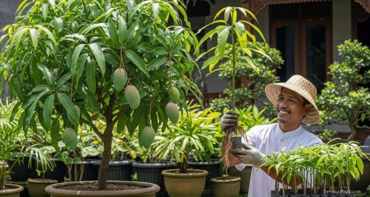 Panduan Praktis Membuat Pohon Mangga Pendek Agar Cepat Berbuah Sesuai Saran Ahli