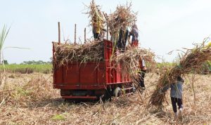 Penguatan Pasokan Bahan Baku Penting untuk Pengembangan Bioetanol Tetes Tebu