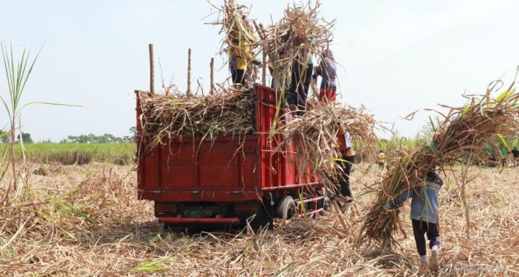 Penguatan Pasokan Bahan Baku Penting untuk Pengembangan Bioetanol Tetes Tebu