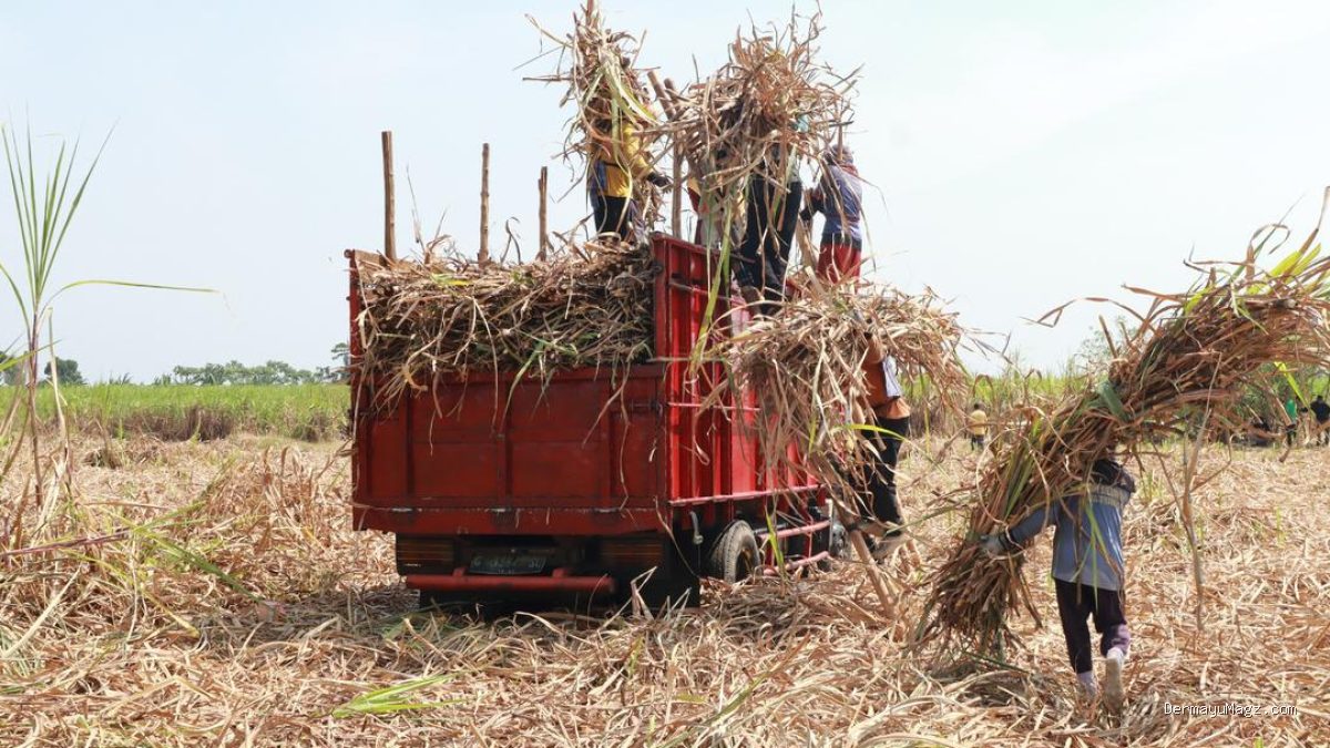 Penguatan Pasokan Bahan Baku Penting untuk Pengembangan Bioetanol Tetes Tebu