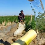 Pertamina EP x Kementan Selamatkan 427 Ha Sawah Tadah Hujan Jatimunggul