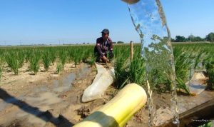 Pertamina EP x Kementan Selamatkan 427 Ha Sawah Tadah Hujan Jatimunggul