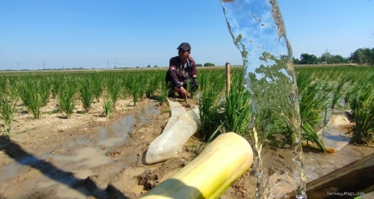 Pertamina EP x Kementan Selamatkan 427 Ha Sawah Tadah Hujan Jatimunggul