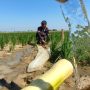Pertamina EP x Kementan Selamatkan 427 Ha Sawah Tadah Hujan Jatimunggul