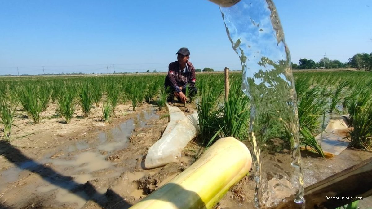 Pertamina EP x Kementan Selamatkan 427 Ha Sawah Tadah Hujan Jatimunggul
