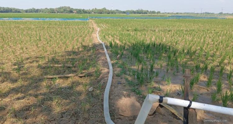 Petani Pertanyakan Bantuan Irpom Kandanghaur, Minta Pemerataan