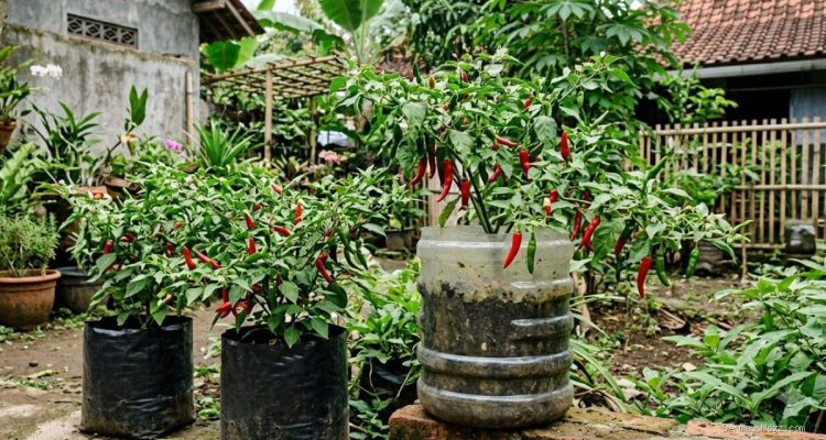 Pilihan Wadah Tanam Cabai: Polybag atau Galon Bekas untuk Hasil Panen Maksimal?