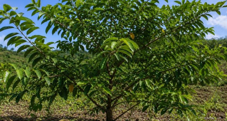 Potensi Malapari sebagai Sumber Energi Terbarukan Menurut BRIN