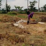 Produksi Beras Januari-Agustus 2026 Capai 25,28 Juta Ton