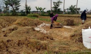 Produksi Beras Januari-Agustus 2026 Capai 25,28 Juta Ton