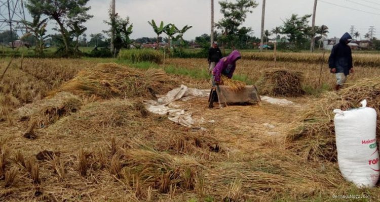 Produksi Beras Januari-Agustus 2026 Capai 25,28 Juta Ton