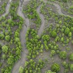 Rehabilitasi Mangrove Berbasis Ekologi Indonesia Diperkuat
