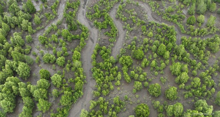 Rehabilitasi Mangrove Berbasis Ekologi Indonesia Diperkuat