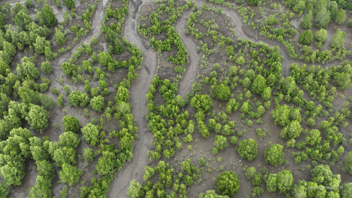 Rehabilitasi Mangrove Berbasis Ekologi Indonesia Diperkuat