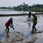 Sambut Musim Tanam Kedua, Petani Desa Kopyah Gotong Royong Sawah
