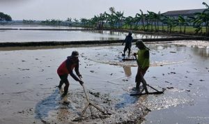 Sambut Musim Tanam Kedua, Petani Desa Kopyah Gotong Royong Sawah