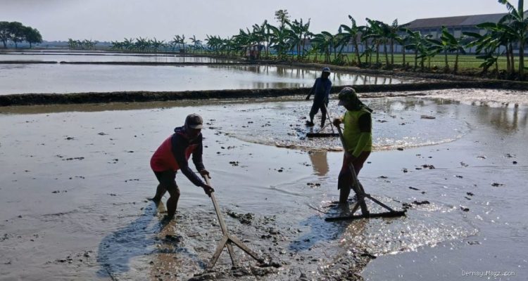 Sambut Musim Tanam Kedua, Petani Desa Kopyah Gotong Royong Sawah