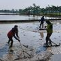 Sambut Musim Tanam Kedua, Petani Desa Kopyah Gotong Royong Sawah