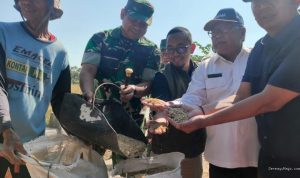 Serapan Gabah Indramayu 90% Hingga Juli: Petani Panen Raya