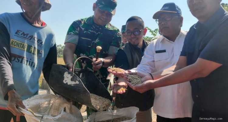 Serapan Gabah Indramayu 90% Hingga Juli: Petani Panen Raya