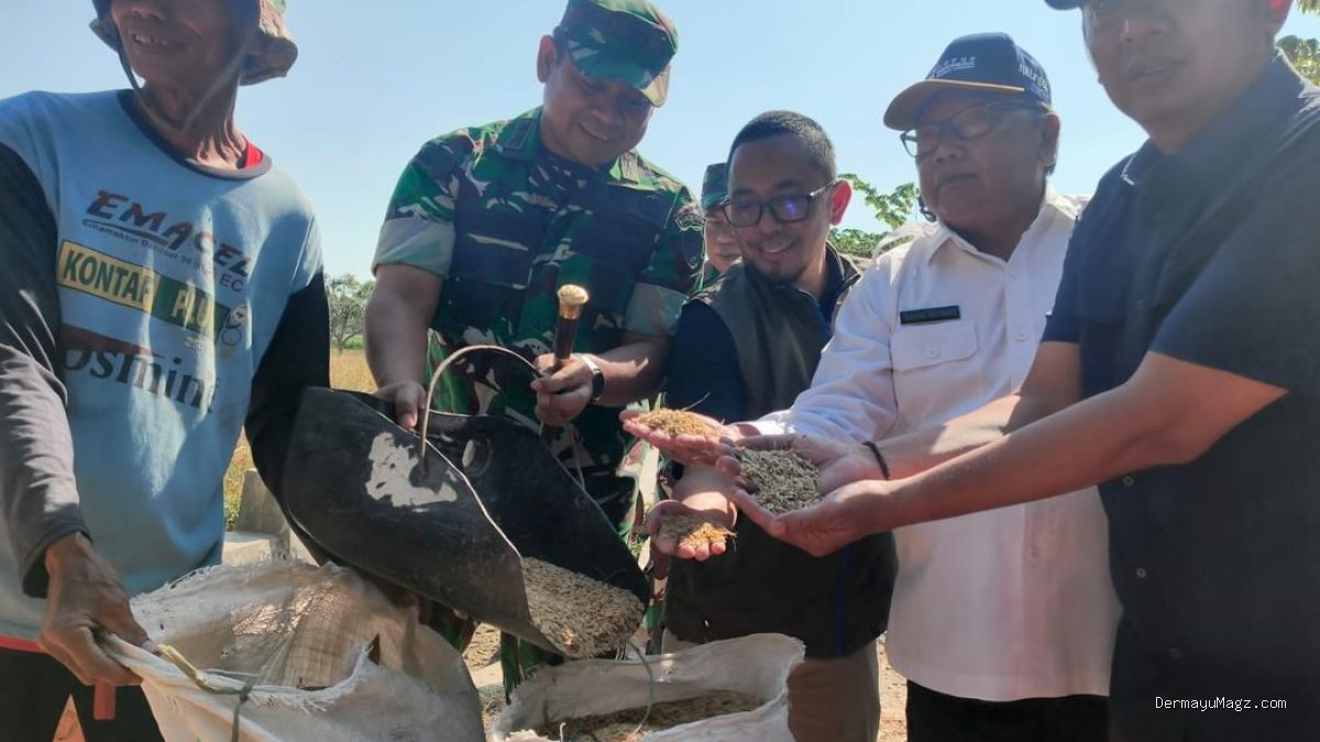 Serapan Gabah Indramayu 90% Hingga Juli: Petani Panen Raya