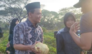 TEFA ATPH SMKN 1 Losarang Panen Ubi Jalar Varietas Unggul