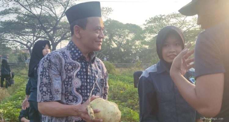 TEFA ATPH SMKN 1 Losarang Panen Ubi Jalar Varietas Unggul