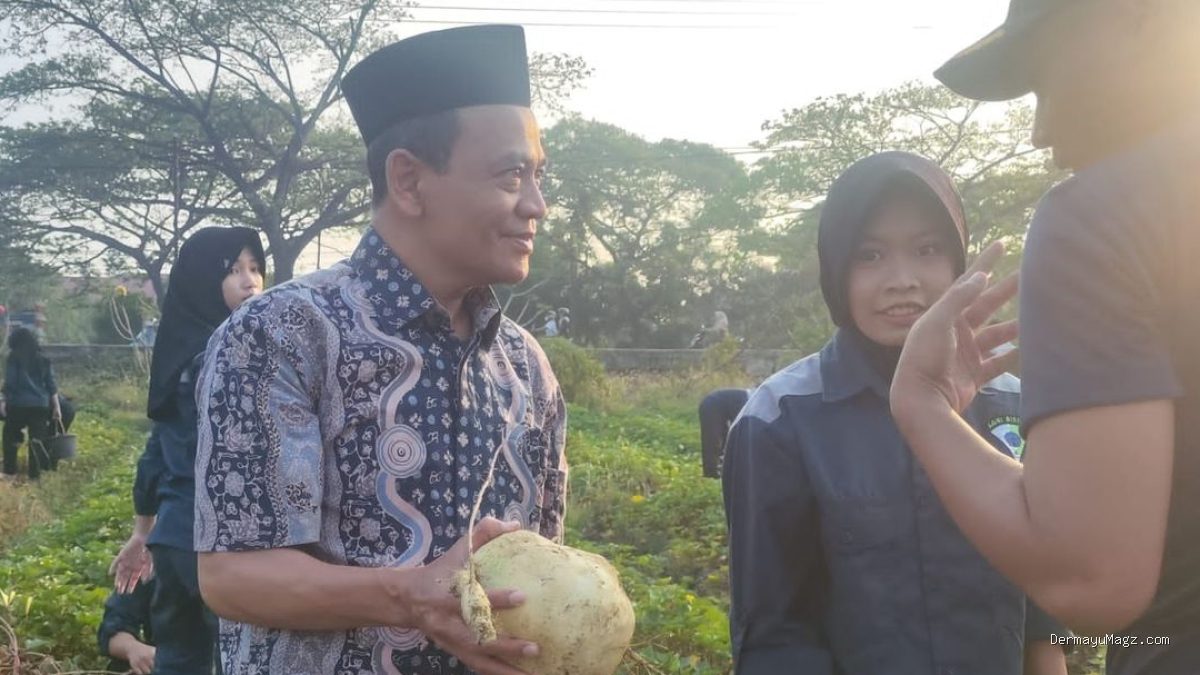 TEFA ATPH SMKN 1 Losarang Panen Ubi Jalar Varietas Unggul
