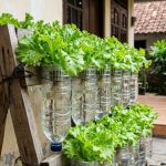 Tips Membuat Kebun Hidroponik Mini dari Botol Plastik Bekas