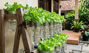 Tips Membuat Kebun Hidroponik Mini dari Botol Plastik Bekas