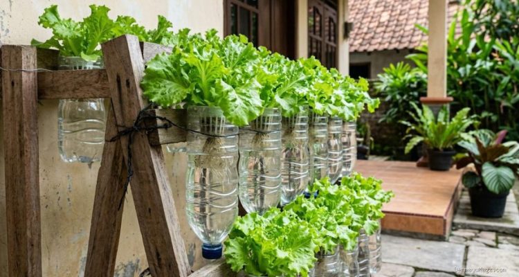 Tips Membuat Kebun Hidroponik Mini dari Botol Plastik Bekas