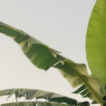Tips Menyimpan Daun Pisang agar Tidak Kaku dan Awet untuk Memasak