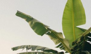 Tips Menyimpan Daun Pisang agar Tidak Kaku dan Awet untuk Memasak