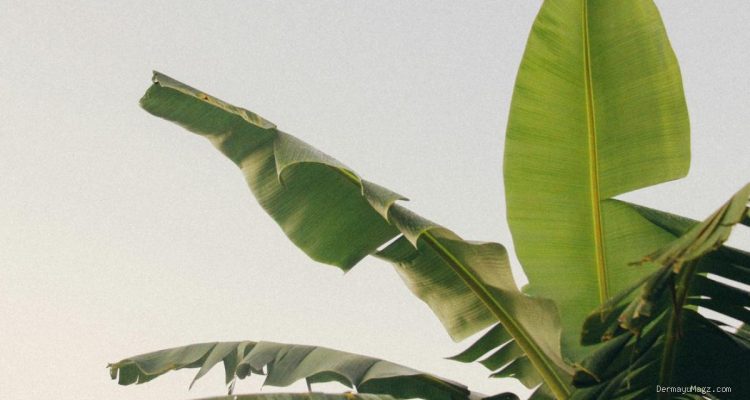 Tips Menyimpan Daun Pisang agar Tidak Kaku dan Awet untuk Memasak
