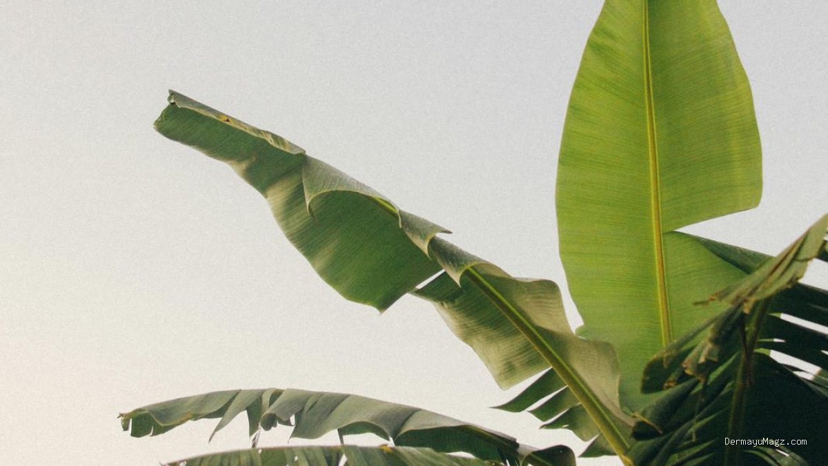 Tips Menyimpan Daun Pisang agar Tidak Kaku dan Awet untuk Memasak