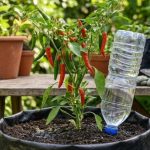 Trik Hemat Air: Cara Membuat Sistem Self-Watering dari Botol Bekas