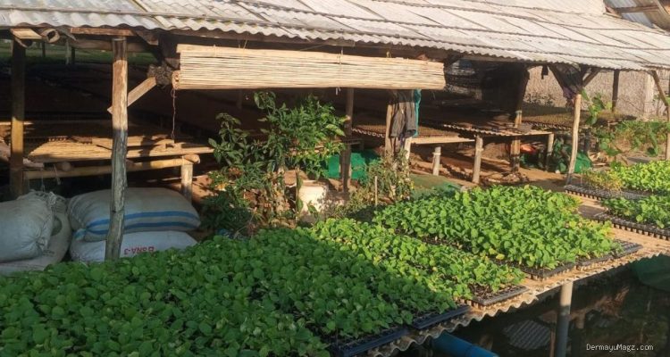 Ziyadah Indramayu: 9 Tahun Sukses Layani Petani, Ketekunan Sobidin