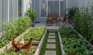 10 Cara Praktis Budidaya Pakan Ayam di Lahan Sempit, Hemat Biaya