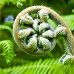 10 Tips Budidaya Pakis Sayur di Pekarangan, Panen Maksimal!