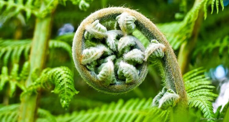 10 Tips Budidaya Pakis Sayur di Pekarangan, Panen Maksimal!