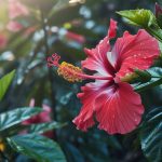 12 Bunga Tahan Panas dan Hujan, Tetap Mekar Cantik di Tropis