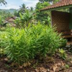 7 Cara Menanam Kapulaga di Pekarangan Agar Panen Melimpah
