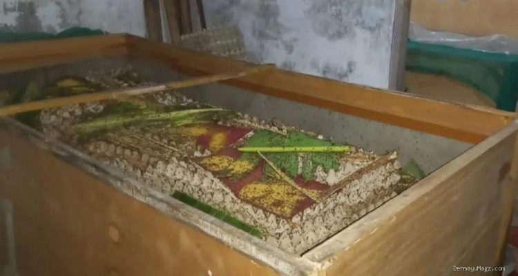 Budidaya Jangkrik Jadi Cuan, Rahasia Ekonomi Warga Jangga Indramayu