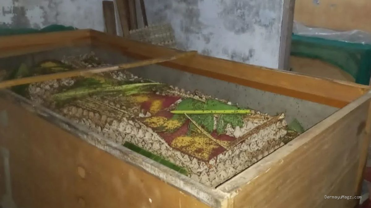 Budidaya Jangkrik Jadi Cuan, Rahasia Ekonomi Warga Jangga Indramayu