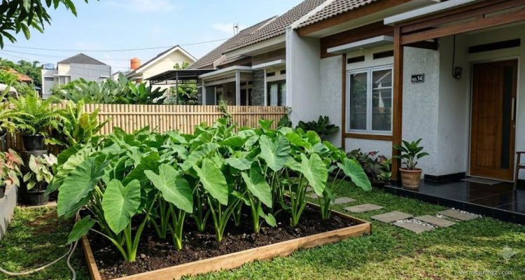 Cara Menanam Kimpul di Lahan Sempit, Panen Melimpah Tiap Musim