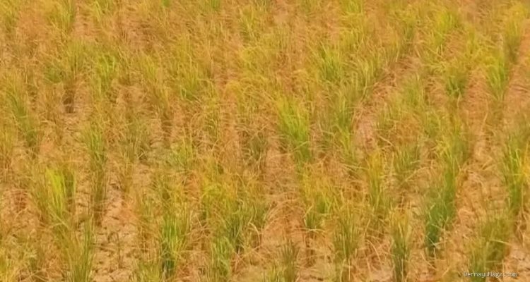 Dedi Mulyadi Kritik Anggaran BBWS, Desak Perbaikan Irigasi demi Atasi Kekeringan