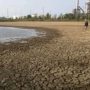 Embung Balongan Kering: 550 Hektare Sawah Indramayu Terancam Gagal Panen