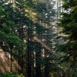 Hari Hutan Indonesia: Mengulik Sejarah, Makna, dan Tujuannya