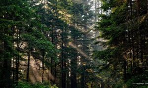 Hari Hutan Indonesia: Mengulik Sejarah, Makna, dan Tujuannya