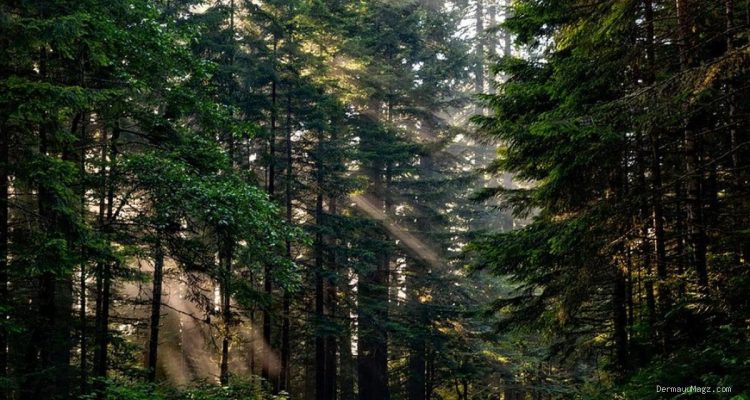 Hari Hutan Indonesia: Mengulik Sejarah, Makna, dan Tujuannya